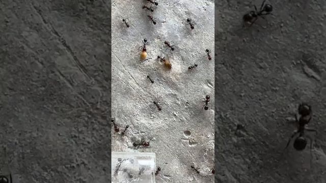 Зажрались! Уже и мух не едят) #ants #муравьи #животные #муравьинаяферма