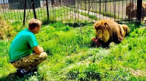 УРА! Олегу Зубкову наконец-то удалось уговорить льва Марселя выйти погулять в саванну!