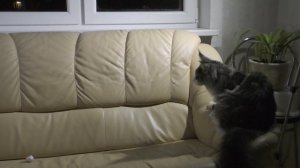 Main Coon Feromon  Forest Rich 6 месяцев в новогоднюю ночь