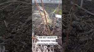 Весенняя обрезка гортензии.
