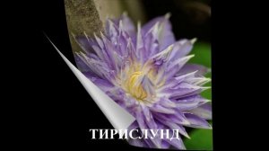 Обзор сортов клематисов #клематисы #лилейники #ирисы