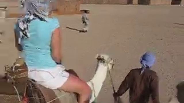 Safari - Egypt, Egipt смотреть онлайн