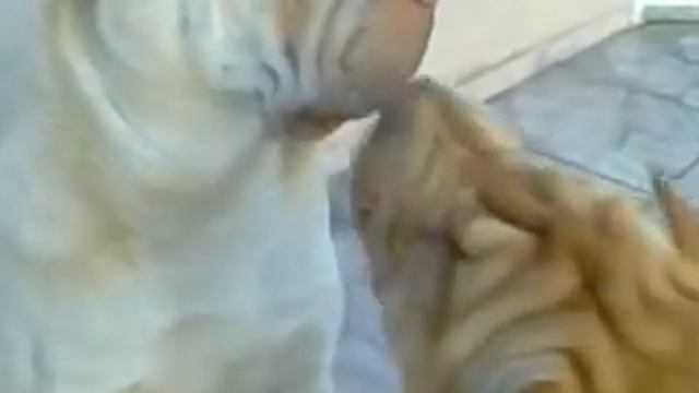 Shar pei - Brady beijando a Jolie!! =) смотреть онлайн