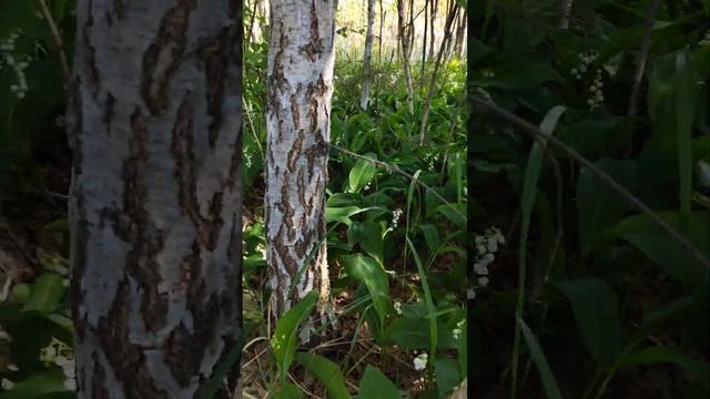 В лесу ЛАНДЫШИ ЦВЕТУТ#природа#лес#весна#влесу#гуляем#изгородавдеревню #nature#ландыши#ландышицветут