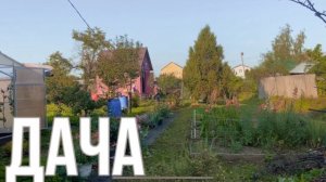 ДАЧА 24 АВГУСТА 2024 #дача #обзор #влог