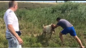 Закупка овец, помощь другу!(перевозим овец)