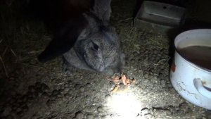 Маленькие крольчата (15 дней)