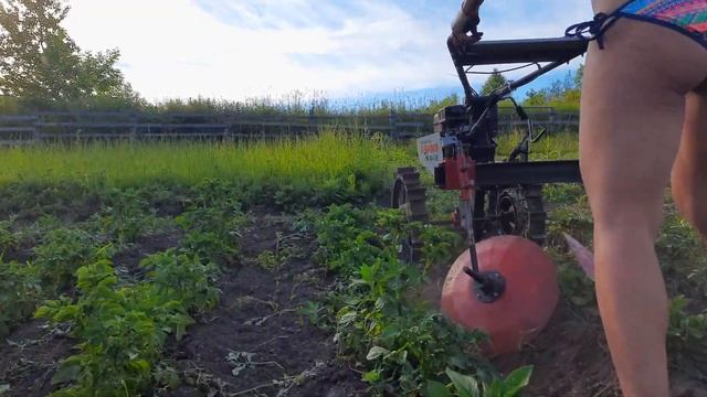 Самодельный дисковый окучник для мотоблока. Окучивание картофеля.
