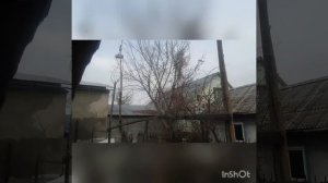 Ловля птиц. Черноголовый щегол. Королевский вьюрок(краснобаш).