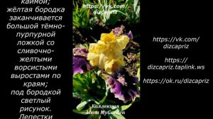 ИРИС ROCKET RANDY   #ирисы #клематисы #лилейники