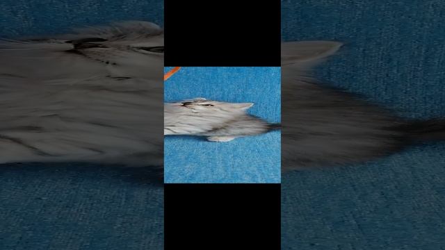 Фанни Барселит