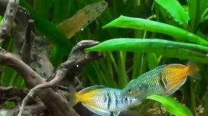 Радужницы (Melanotaenia) рыбки. Содержание, Уход, Размножение Donaciinae (Melanotaenia) fish.