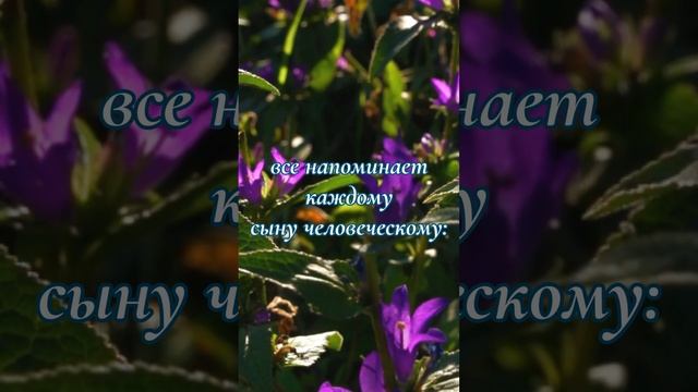Эллен Уайт о Боге, спасении и вечности: И Всё из любви к тебе!  #асд #элленуайт #христос