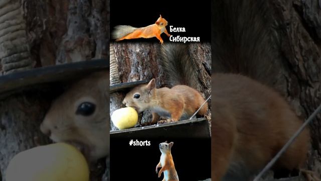 Как приходит белочка на кормушку