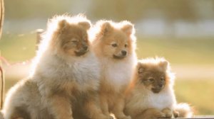 Volkan Konak - Aleni Aleni