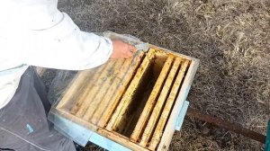 Плёнка или холстик, для зимовки пчёл на улице? Пчеловодство!