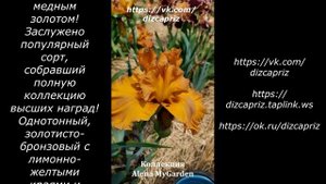 ИРИС GOLDEN PANTHER #ирисы #клематисы #лилейники