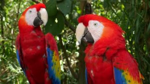 Ari Barokas - Yaşıyorum Sil Baştan