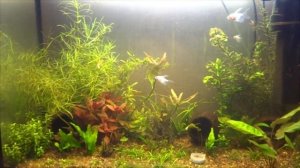 Отвар из коры дуба для аквариума!