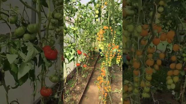 ТОМАТЫ В ТЕПЛИЦЕ 13 АВГУСТА 2022 #дача #обзор #влог