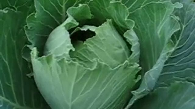 Белая капуста (цветная). Средство от многих болезненных явлений