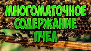 Начинающему пчеловоду. Многоматочное содержание пчел. Ускоренное развитие пчелосемей.
