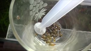 Живой корм..  Кормление аквариумными улитками рыбок.