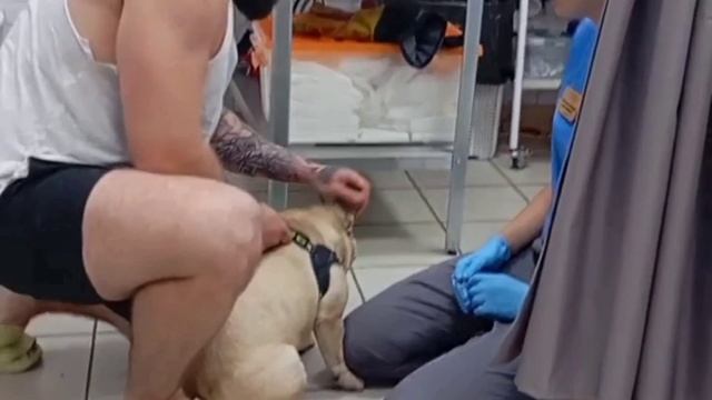 О чем думают собаки