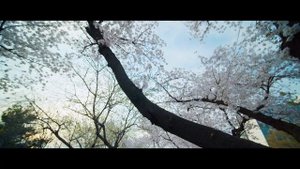 [BMPCC 4K] LAOWA 7.5mm f 2.0 RONIN S IPP2 LUT TEST
