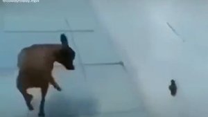 Bomb has been planted dog version