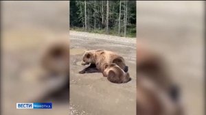 Медведи в Билибино