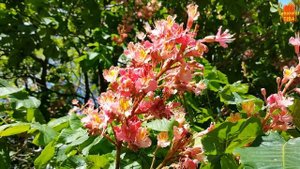 Red horse chestnut - Aesculus × carnea - HD VIdeo 01