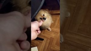 Кто-то нахулиганил, точно не Умка