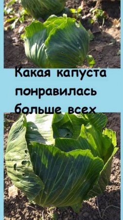 Какую капусту посажу в следующем году - подвожу итоги этого сезона!