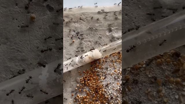 Огромный Формикарий и огромная колония на ютуб #ants #муравьи #животные #муравьинаяферма