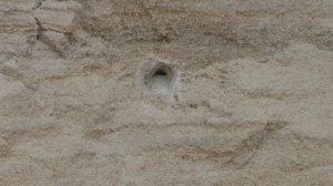 ППШ Luger работа автоматики