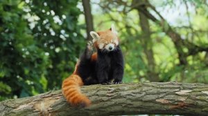 Göksel - Günün Birinde