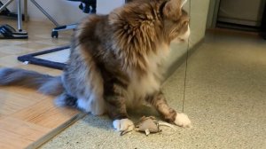 Как научить кота чистить зубы.