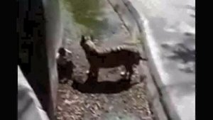 Тигр съел живого мальчика