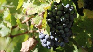 Осенние хлопоты.