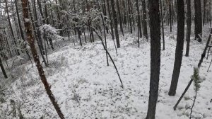 Глухари просто улетают .Перед большой охотой.