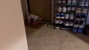 ВЛОГ С ЧИХУАХУА! Осень! День рождения! ХОМЯК В шаре?!