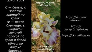 ИРИС WHISPERING SPIRITS