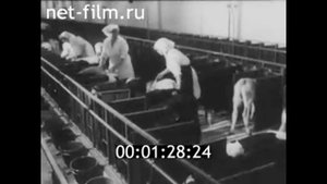 1981г. совхоз имени Лакина. Владимирская обл.