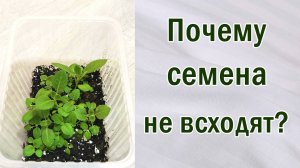 Почему не всходят семена? Фиалки (сенполии). Стрептокарпусы. Глоксинии. Геснериевые.