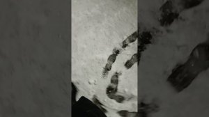 8 октября 2024 год. Ноябрьск. Выпал снег.