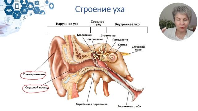 Строение уха. Слуховой анализатор
