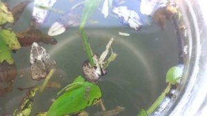 Разведение циклопа и нематоды (аулофоруса)