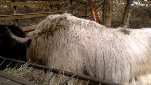 Як (Bos grunniens)