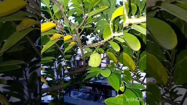 Custard Apple. Sugar Apple. Tasty fruit. Healthy fruits. #viral #viralvideo #fruit #healthy  #roof.